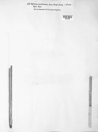 Setoseptoria arundinacea image